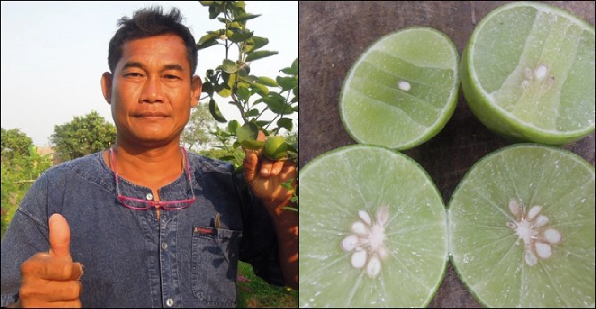 สูตรสำเร็จมะนาวพันธุ์ดีที่'อ่างทอง' สูตรสำเร็จมะนาวพันธุ์ดีที่'อ่างทอง'