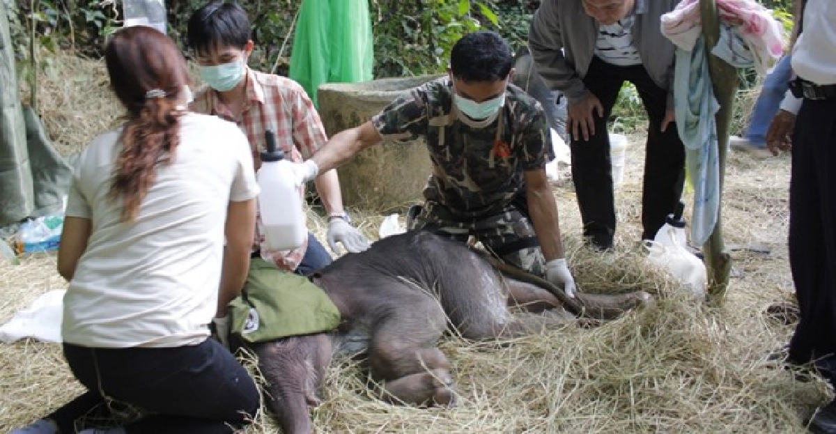หยุดฆ่าช้างเอางา หยุดฆ่าช้างเอางา