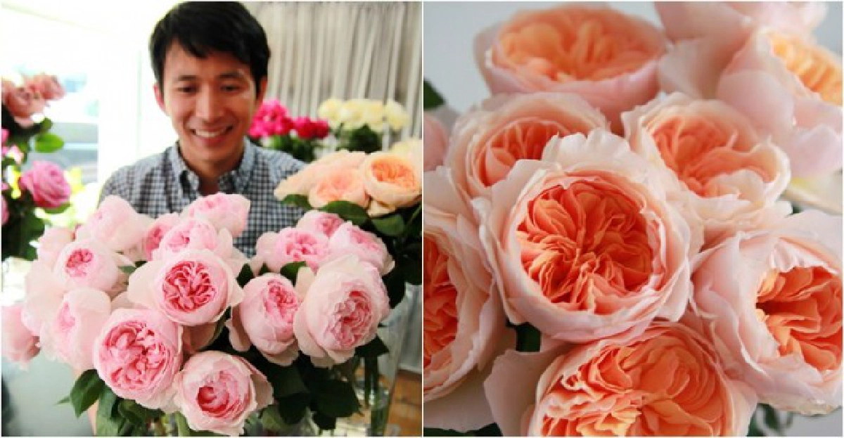 กุหลาบอังกฤษโรแมนติกรับวาเลนไทน์