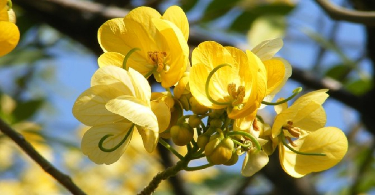 'ขี้เหล็กมะกัน'เป็นยา