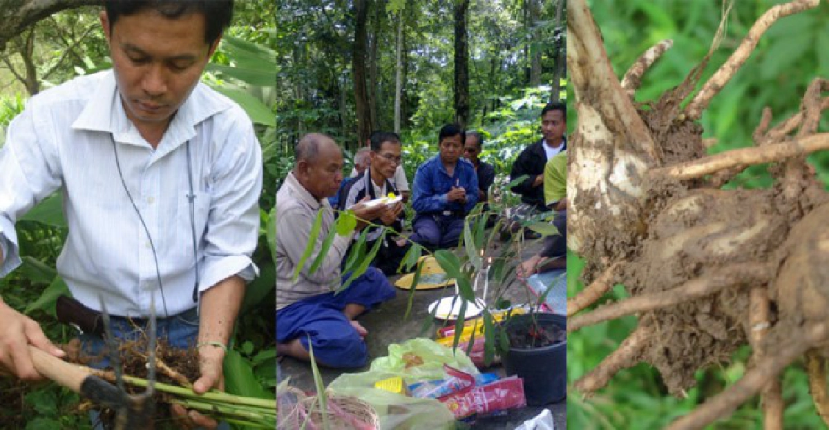 เปิดศูนย์พันธุ์ว่าน'อีสานบน' เปิดศูนย์พันธุ์ว่าน'อีสานบน'