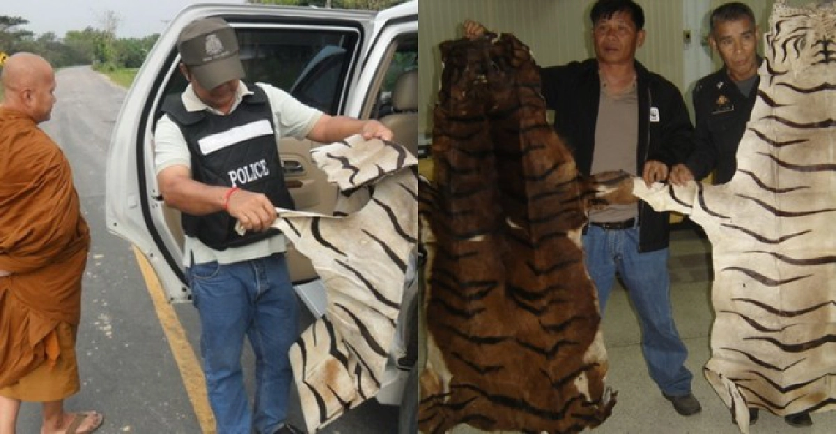 จับเจ้าอาวาสขน'ซากเสือ'แหกด่าน