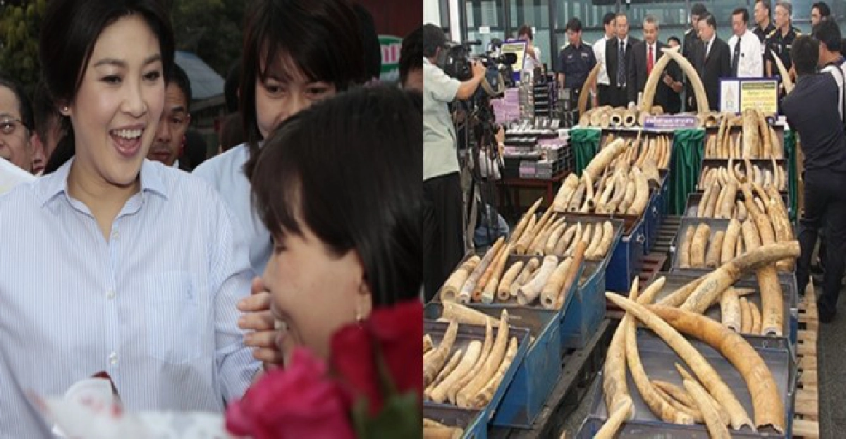 'ยิ่งลักษณ์'เมินตอบออกวิธีป้องค้างาช้าง