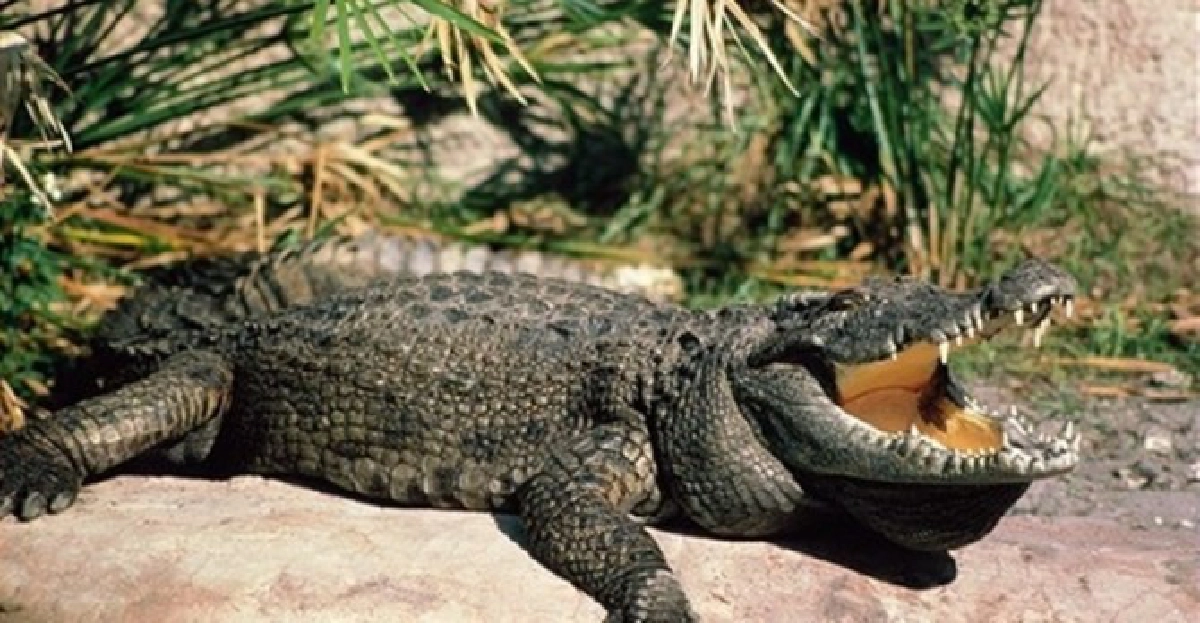 'จระเข้'สัตว์คุ้มครองใกล้สูญพันธุ์