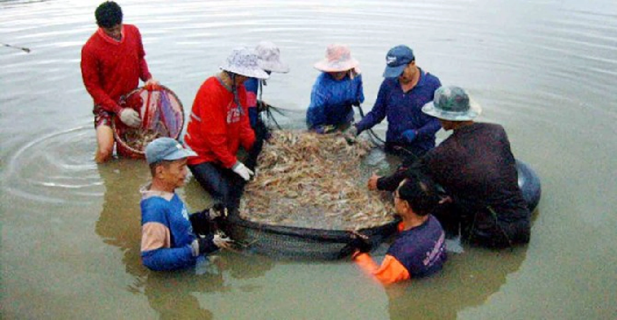 โรคตายด่วนกุ้งระบาดหนัก!