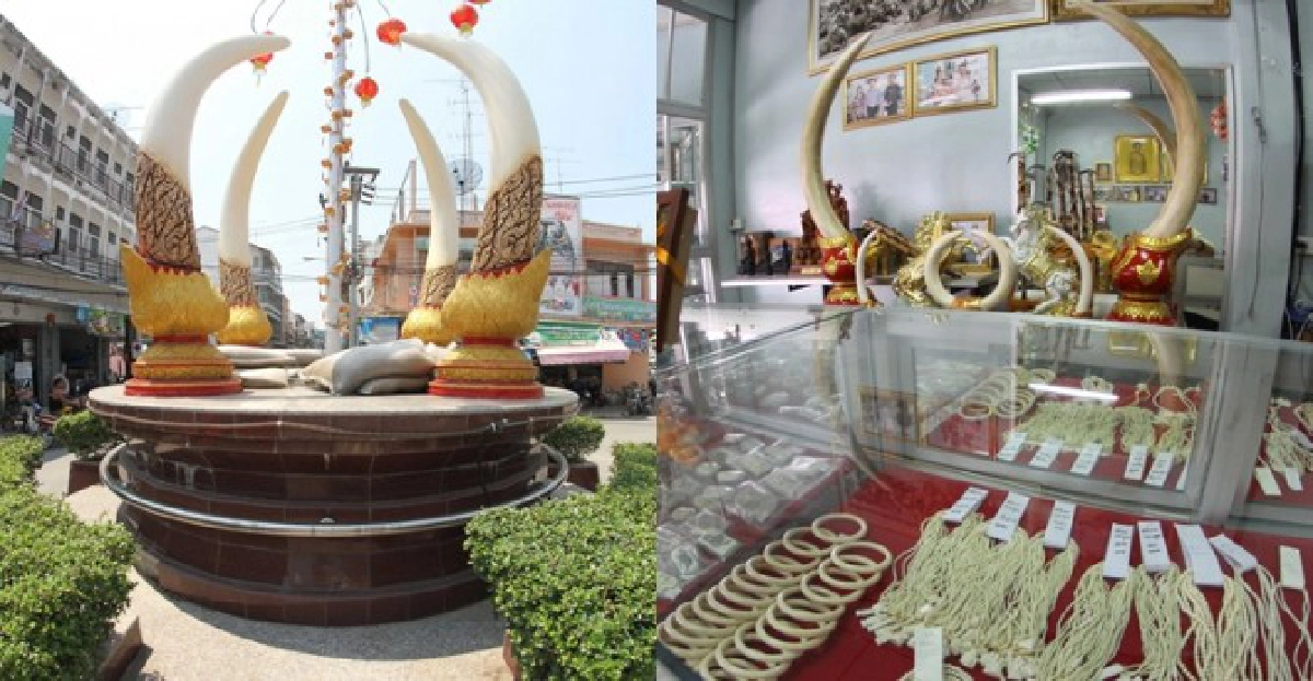 ศิลปะงาช้าง..ปมขัดแย้ง'อนุรักษ์' 