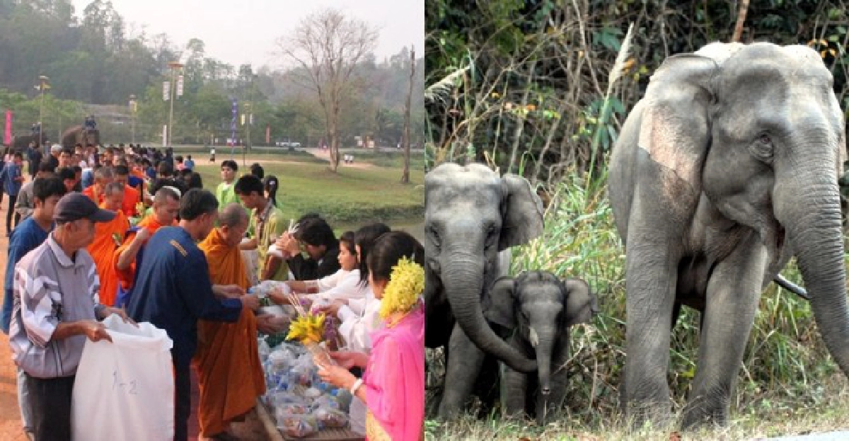 ตร.สกัดลอบขน'ลูกช้าง'ออกนอกพท.