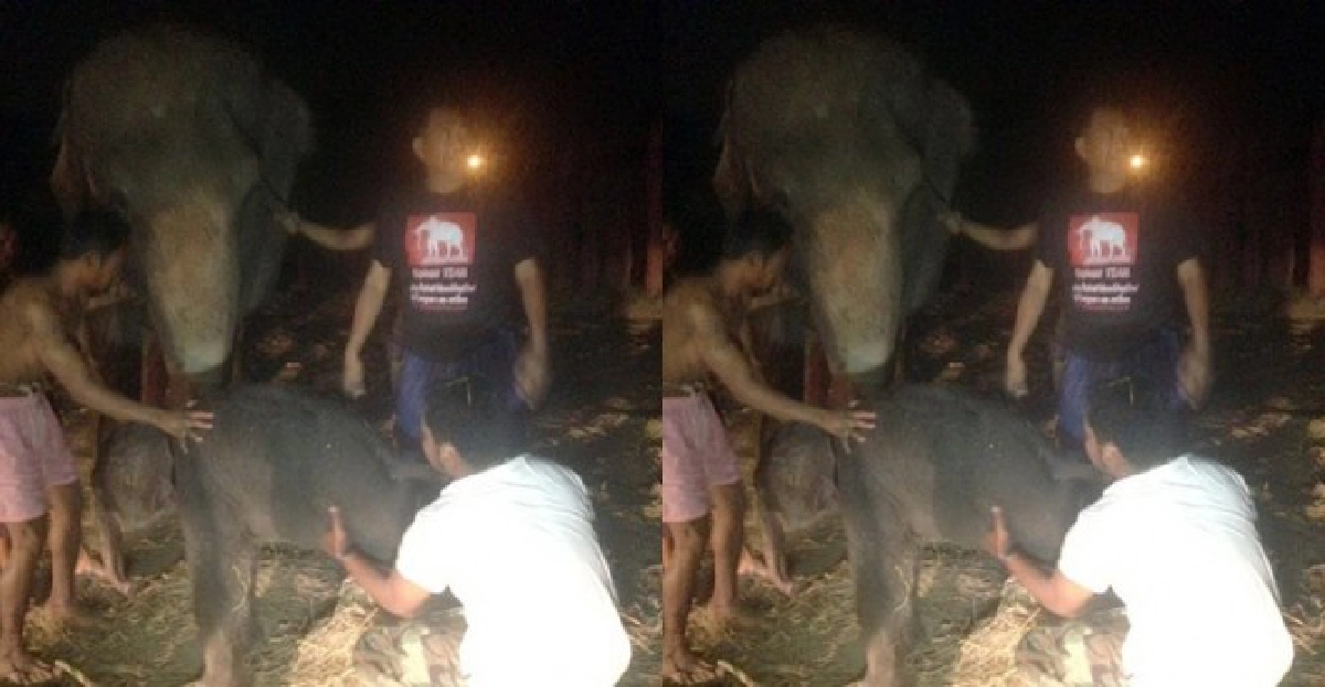 ฮือฮา!'พังดอกโสน'ตกลูกวันช้างไทย

