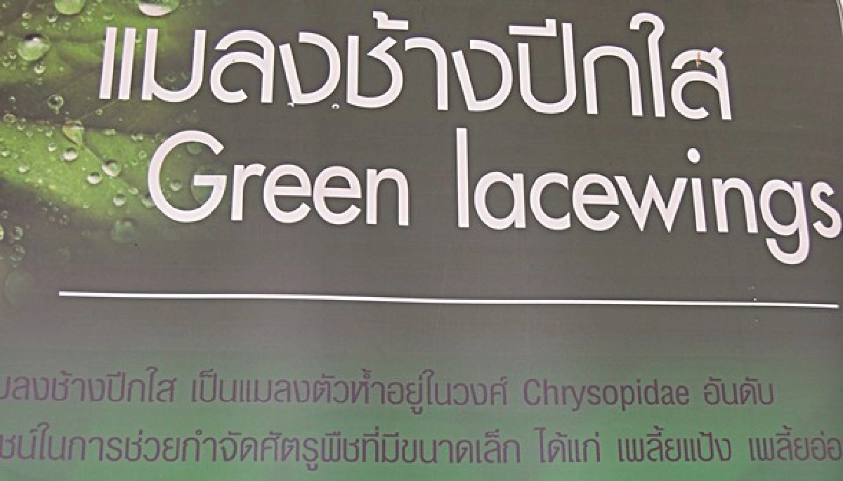 สภาวิจัยแนะปราบเพลี้ยด้วย'ชีวินทรีย์' สภาวิจัยแนะปราบเพลี้ยด้วย'ชีวินทรีย์'