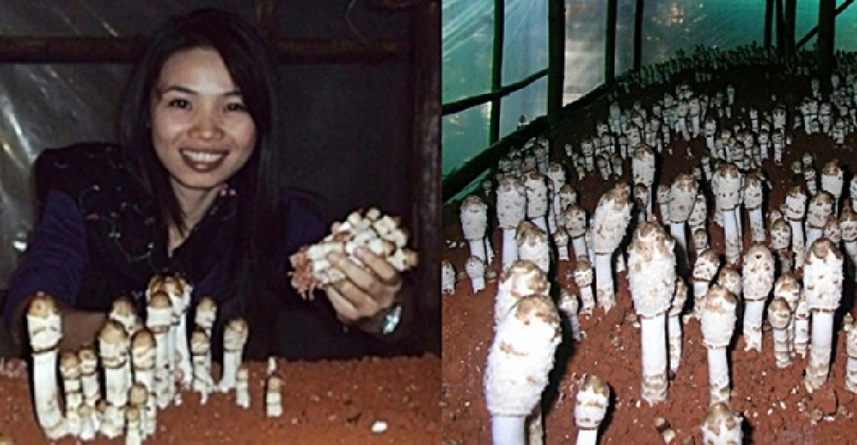 'เห็ดถั่วฝรั่ง'ปลูกได้-ตลาดรับไม่อั้น