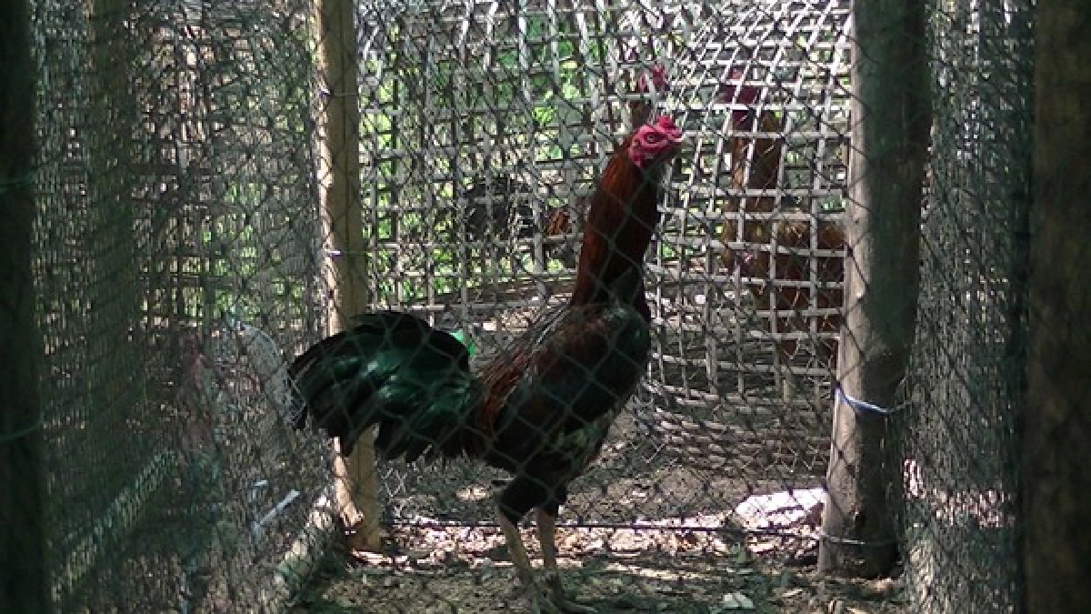 หนักเอาเบาสู้ : สร้างรายได้จาก'ไก่ชน' หนักเอาเบาสู้ : สร้างรายได้จาก'ไก่ชน'