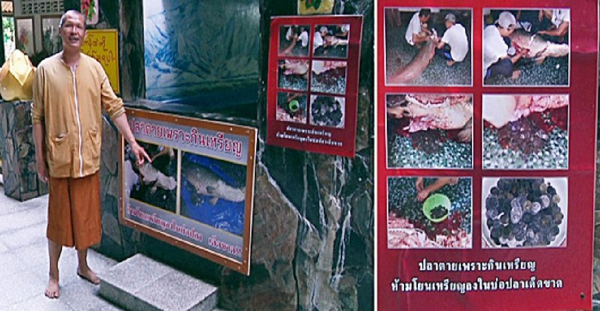 ผ่าซาก!ปลาช่อนยักษ์พบเหรียญเต็มท้อง ผ่าซาก!ปลาช่อนยักษ์พบเหรียญเต็มท้อง