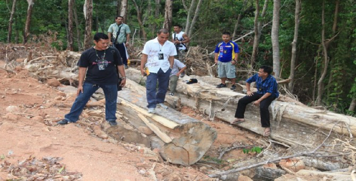 รุกป่าสงวนฯภูเก็ต ลอบตัดไม้กฤษณา รุกป่าสงวนฯภูเก็ต ลอบตัดไม้กฤษณา