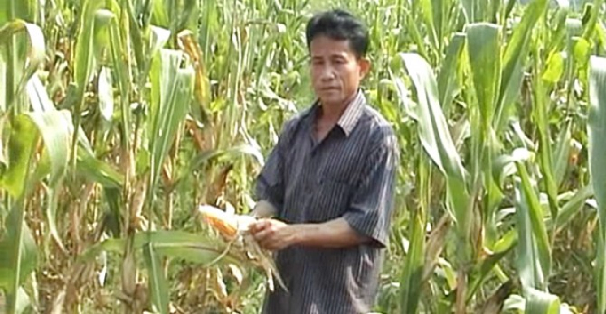 'ข้าวโพด'ใกล้ยืนต้นตายหมื่นไร่ 'ข้าวโพด'ใกล้ยืนต้นตายหมื่นไร่