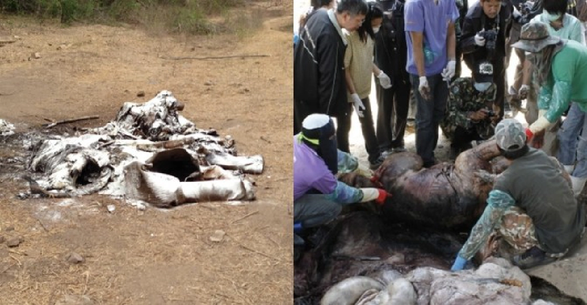 'ปู'สั่งทส.ลุยสางปมฆ่าช้างป่า