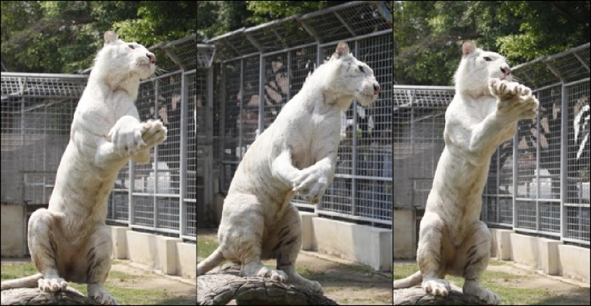 ฮือฮา!'เสือหิมะ'เต้นกังนัมสไตล์