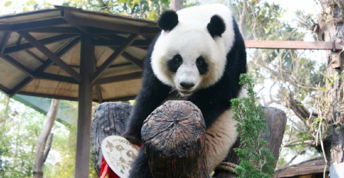 หลินปิงกับการเมืองไทย 