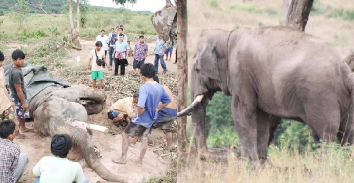 'ศึกช้างชิงนาง'พลายรุ่นเก๋าล้ม