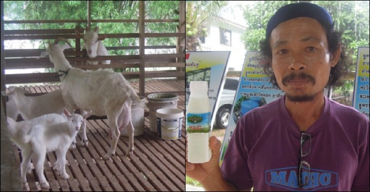 เลี้ยง'แพะนม'ในสวนยาง-เพิ่มรายได้