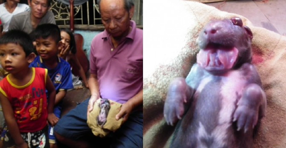 ฮือฮา!พบลูกสุนัขประหลาดมี2ลิ้น ฮือฮา!พบลูกสุนัขประหลาดมี2ลิ้น