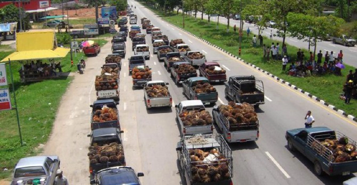 ขู่ยึดถนนหากรัฐเมินแก้ราคาปาล์ม