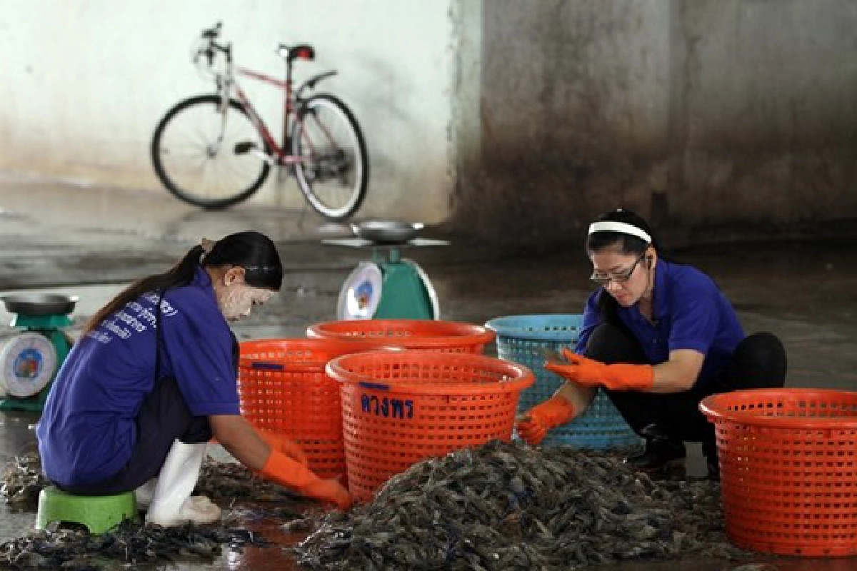 'กุ้งตายด่วน'ภัยร้ายต่อภาคส่งออก 'กุ้งตายด่วน'ภัยร้ายต่อภาคส่งออก