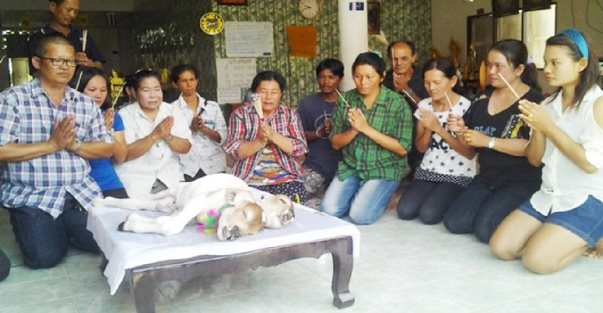 ตะลึง!ลูกวัวประหลาดมี2หัว