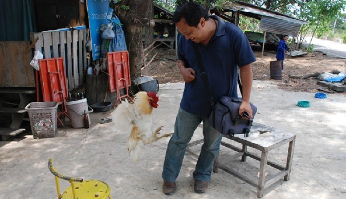 แปลก!ไก่ดุเฝ้าบ้านแทนสุนัข