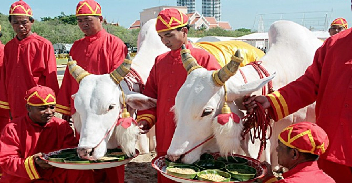 พระโคกินข้าวโพด-หญ้าน้ำท่าบริบูรณ์ พระโคกินข้าวโพด-หญ้าน้ำท่าบริบูรณ์