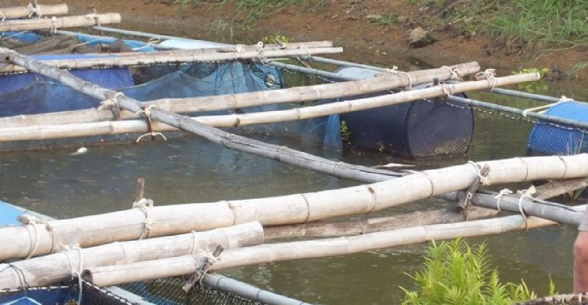 ฝนตกทำกระชังปลารอด
ฝนตกทำกระชังปลารอด