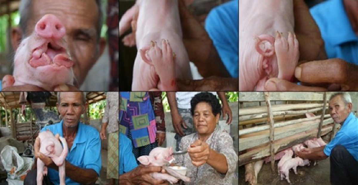 แปลก!ก่อนวันหวยออกพบลูกหมูประหลาด