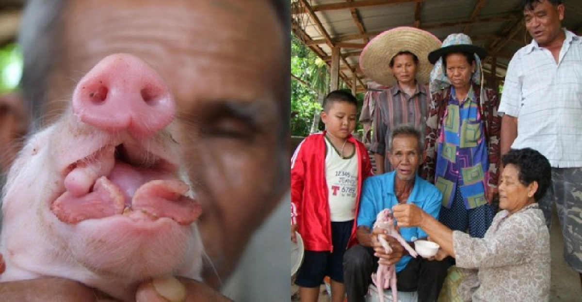 'ลูกหมูประหลาด'ให้โชคแม่ค้ารับ12ล้าน 'ลูกหมูประหลาด'ให้โชคแม่ค้ารับ12ล้าน