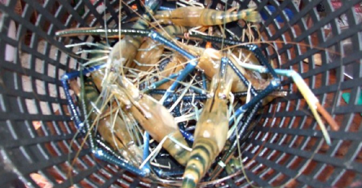 'เม็กซิโก'สั่งห้ามนำเข้าสัตว์น้ำเปลือกแข็ง