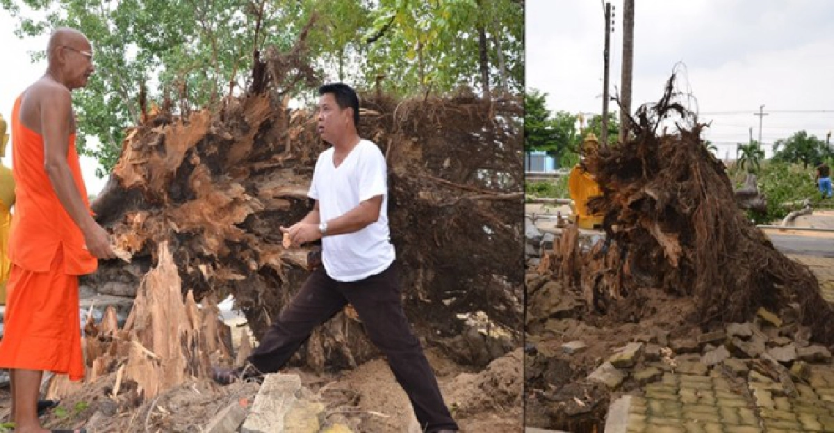 โพธิ์ยักษ์!วัดกลางคลองสามล้ม โพธิ์ยักษ์!วัดกลางคลองสามล้ม