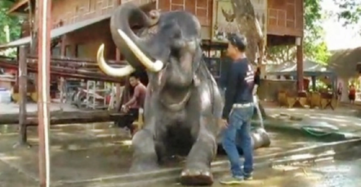 'กรุงเก่า'ตัดงาช้าง!ทำร้ายนทท. 'กรุงเก่า'ตัดงาช้าง!ทำร้ายนทท.