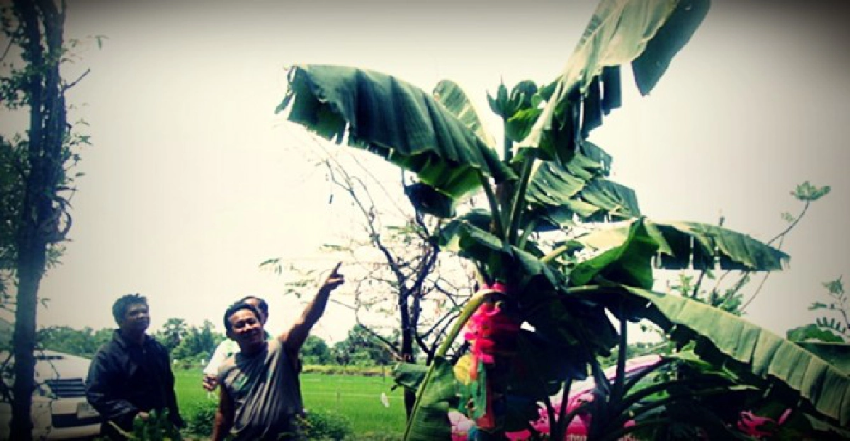 แห่!กราบไหว้-ถูดูเลขเด็ดกล้วยประหลาด แห่!กราบไหว้-ถูดูเลขเด็ดกล้วยประหลาด