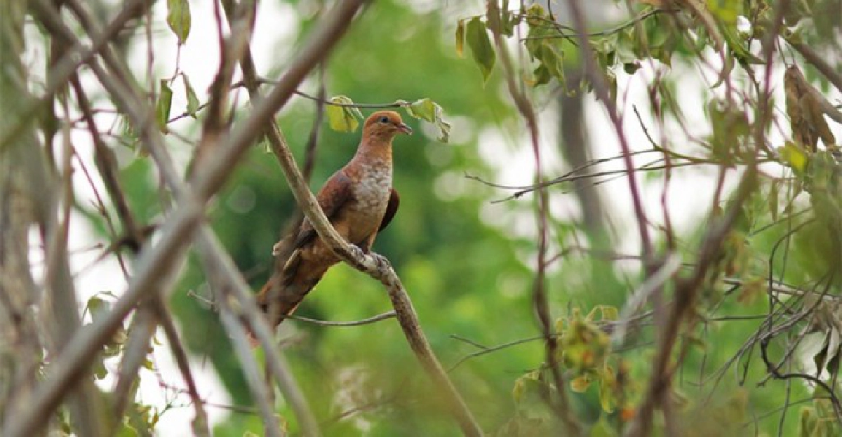 นกเขาลายเล็ก