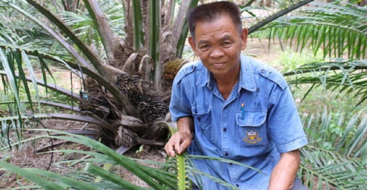 เกษตรกรคนเก่ง : ปลูกปาล์มเมืองเลย เกษตรกรคนเก่ง : ปลูกปาล์มเมืองเลย