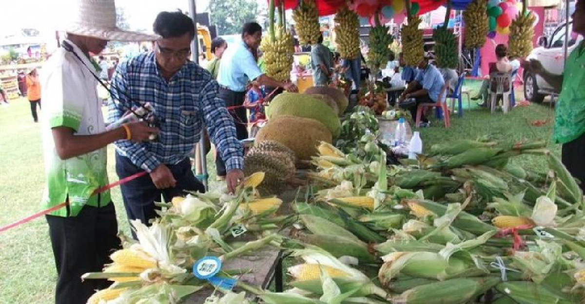 ศรีสะเกษจัดงาน'วันข้าวโพดหวาน' 

