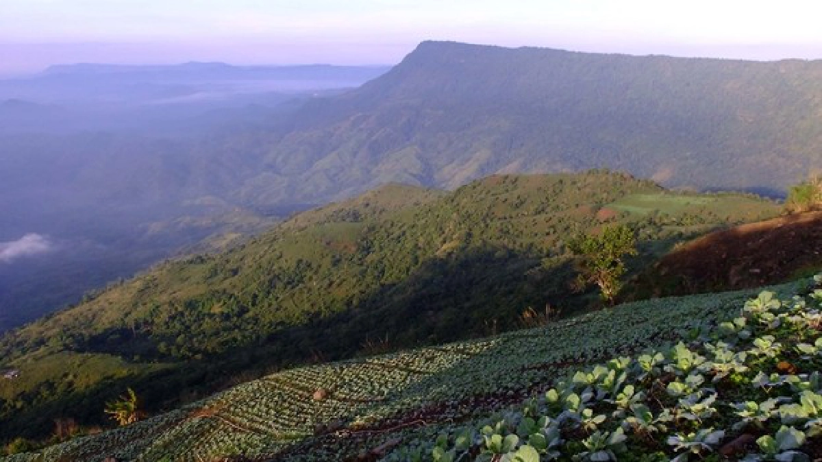 ชวนเที่ยวป่าหน้าฝน'ภูหินร่องกล้า' ชวนเที่ยวป่าหน้าฝน'ภูหินร่องกล้า'