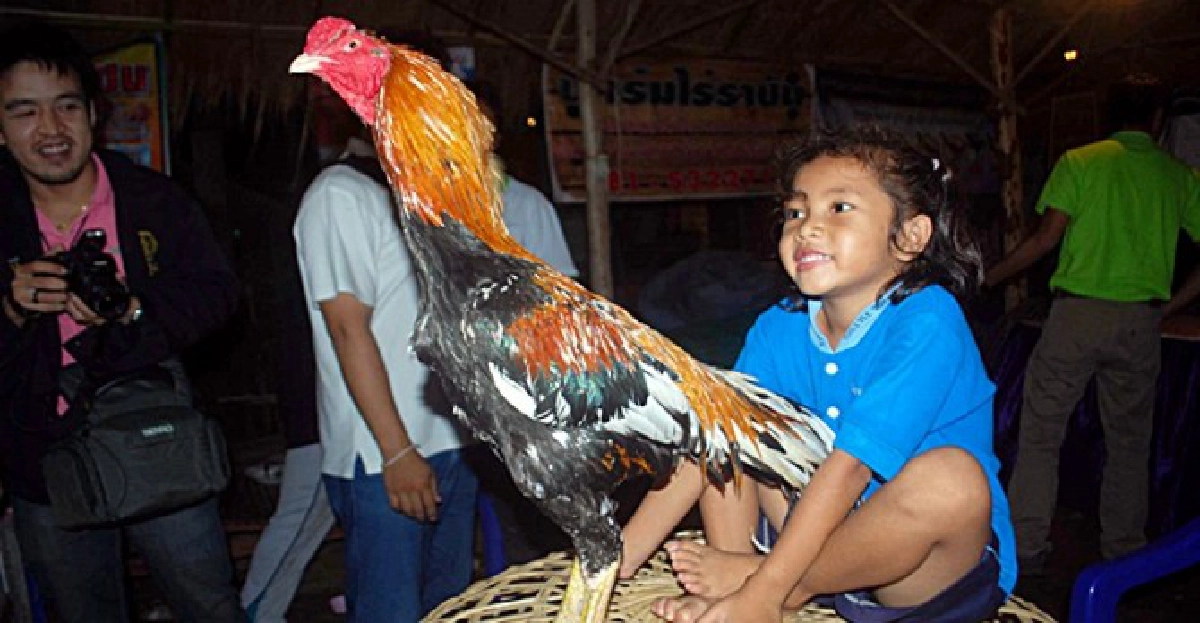 ทึ่ง!หนูน้อย5ขวบจูบปากไก่ชนได้ ทึ่ง!หนูน้อย5ขวบจูบปากไก่ชนได้