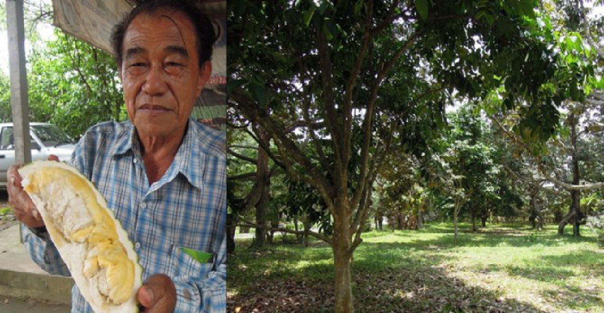 ลุยสวน'เกษตรอินทรีย์'ของดีเมืองจันท์(2) ลุยสวน'เกษตรอินทรีย์'ของดีเมืองจันท์(2)