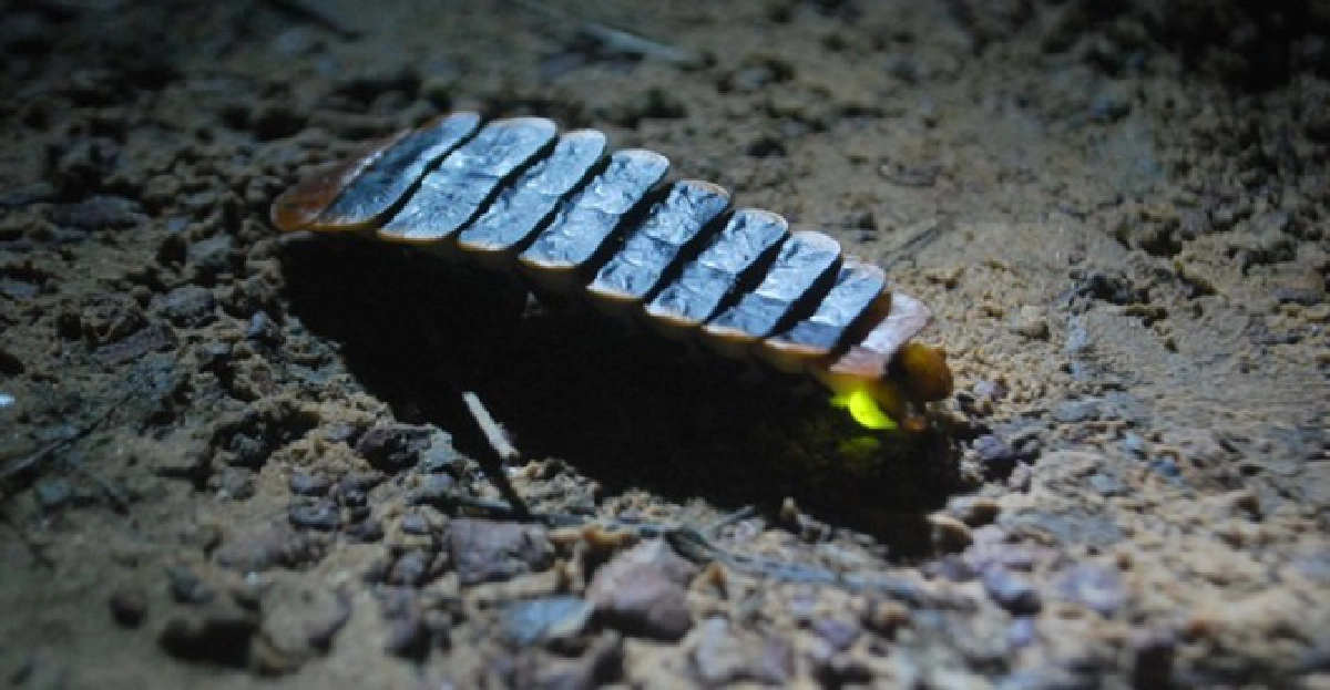 พบดงหิ่งห้อยนับแสน-ชาวลับแลพบกรามช้าง พบดงหิ่งห้อยนับแสน-ชาวลับแลพบกรามช้าง