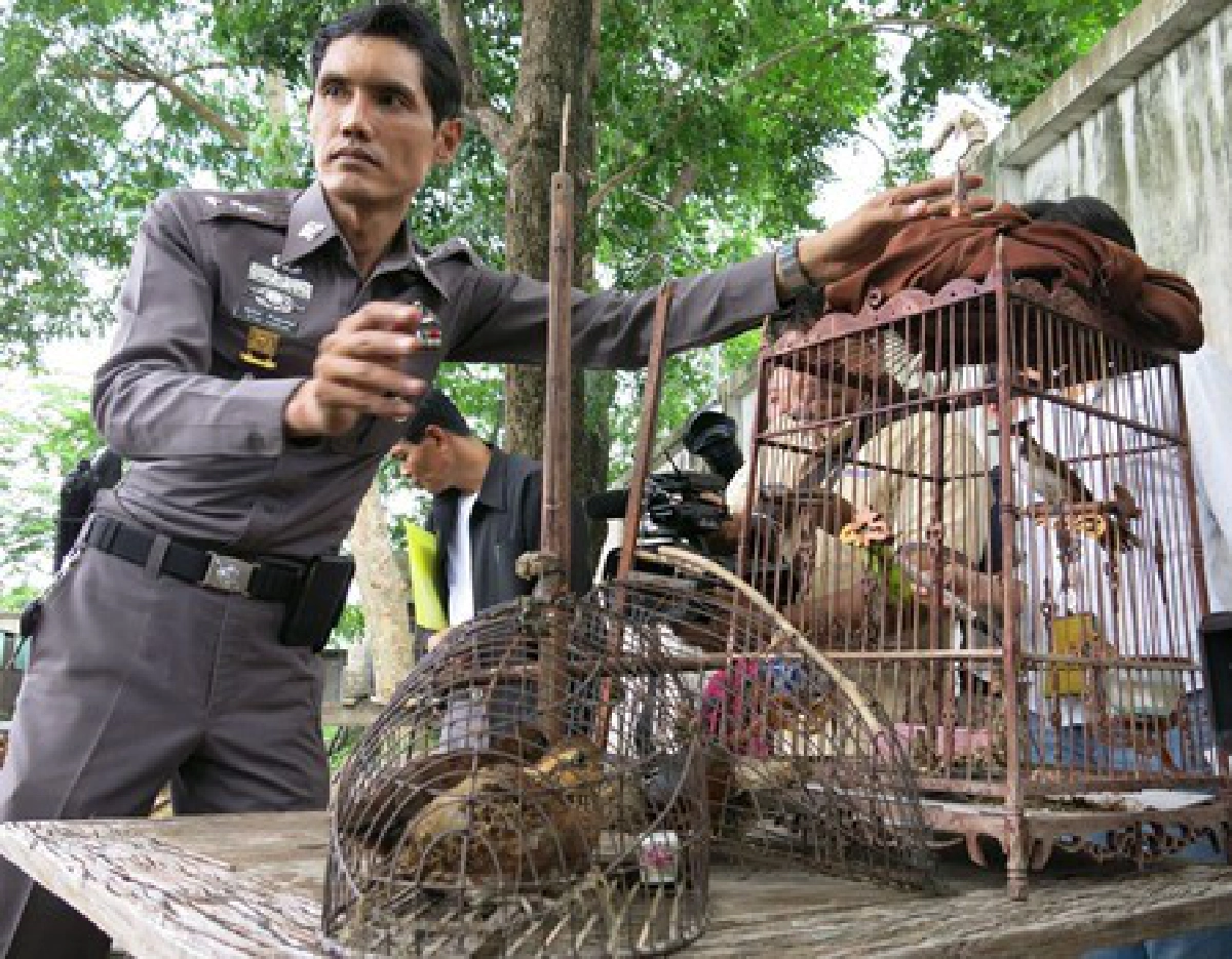 ลักลอบเลี้ยงสัตว์ป่าสงวนอ้างมีใบอนุญาต
ลักลอบเลี้ยงสัตว์ป่าสงวนอ้างมีใบอนุญาต