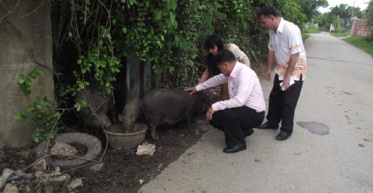 ตะลึง!พบหมูป่ากว่า200ตัวกลางเมืองโอ่ง ตะลึง!พบหมูป่ากว่า200ตัวกลางเมืองโอ่ง
