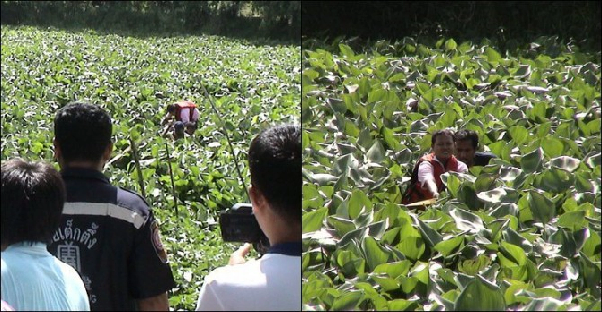 แม่ค้าพายเรือติดกองผักตบชวาร้องคนช่วย แม่ค้าพายเรือติดกองผักตบชวาร้องคนช่วย