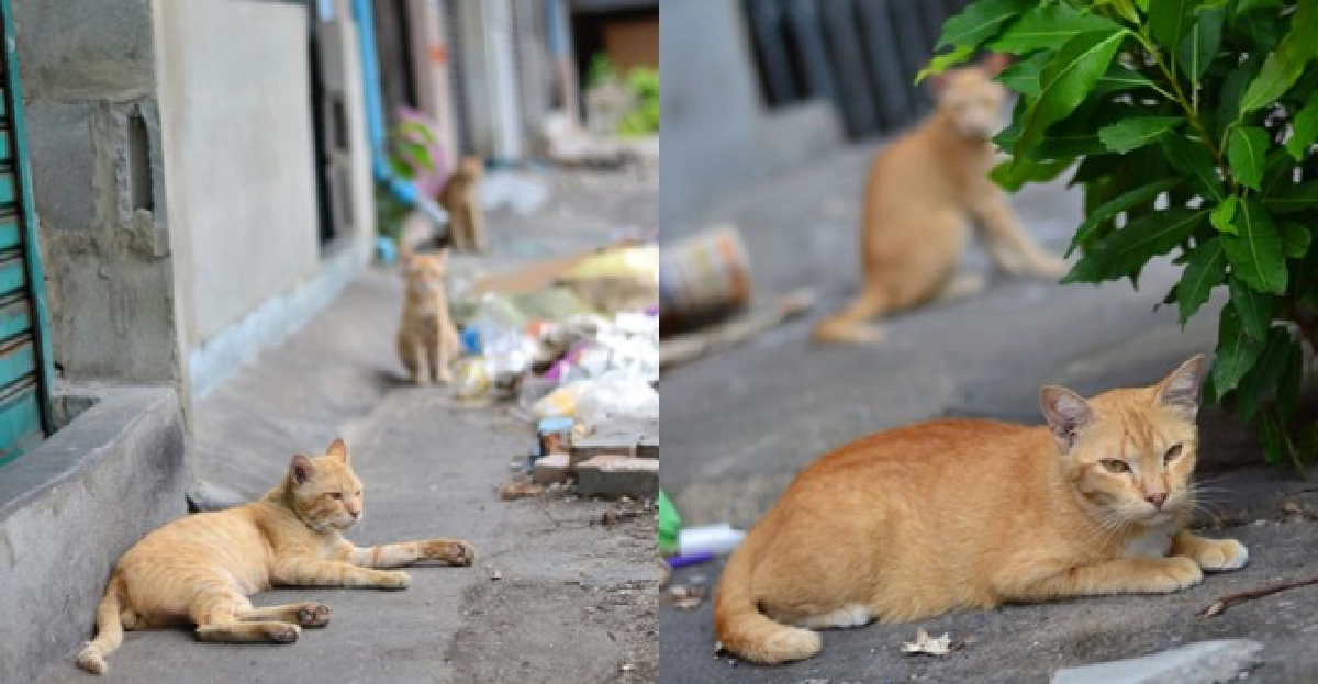แชร์ช่วย'ฝูงแมว'หิวโซถูกทิ้งที่เวนคืนซอยจุฬา แชร์ช่วย'ฝูงแมว'หิวโซถูกทิ้งที่เวนคืนซอยจุฬา