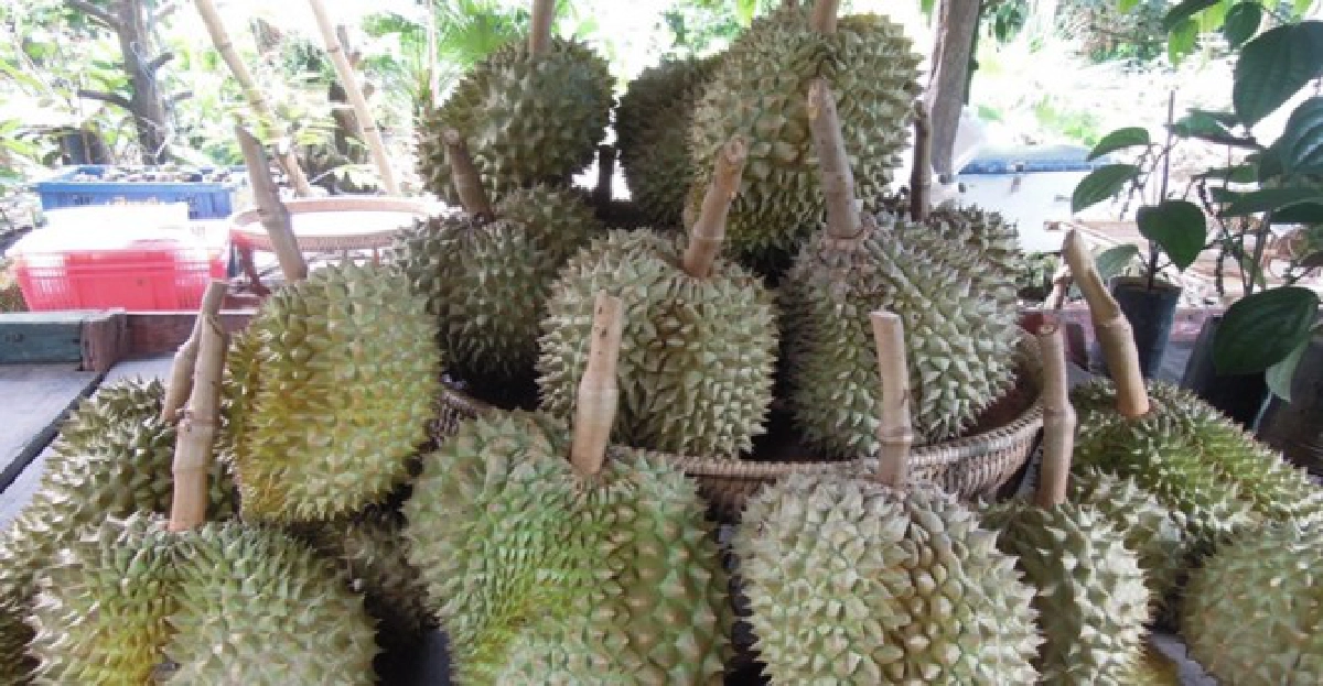 ลุยสวน'เกษตรอินทรีย์'ของดีเมืองจันท์ (3)