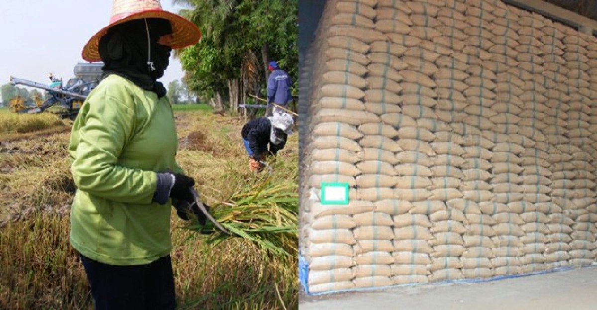 'ประกันยุ้งฉาง'ไอเดียใหม่ช่วยชาวนา