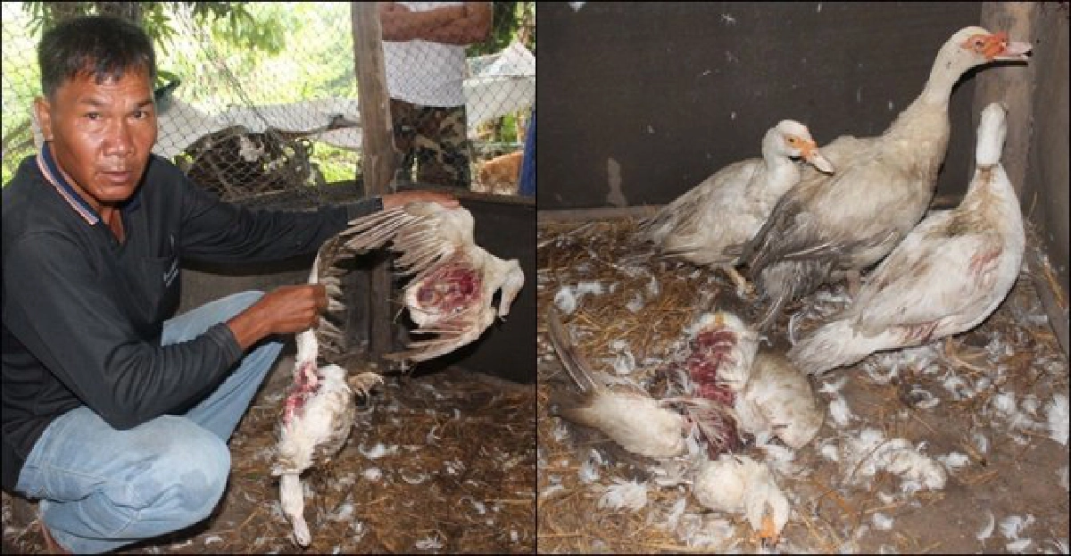 ผวา!เป็ดถูกกินเครื่องในตายเกือบยกเล้า ผวา!เป็ดถูกกินเครื่องในตายเกือบยกเล้า